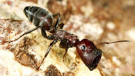 عکس / کشف مورچه داعشی 