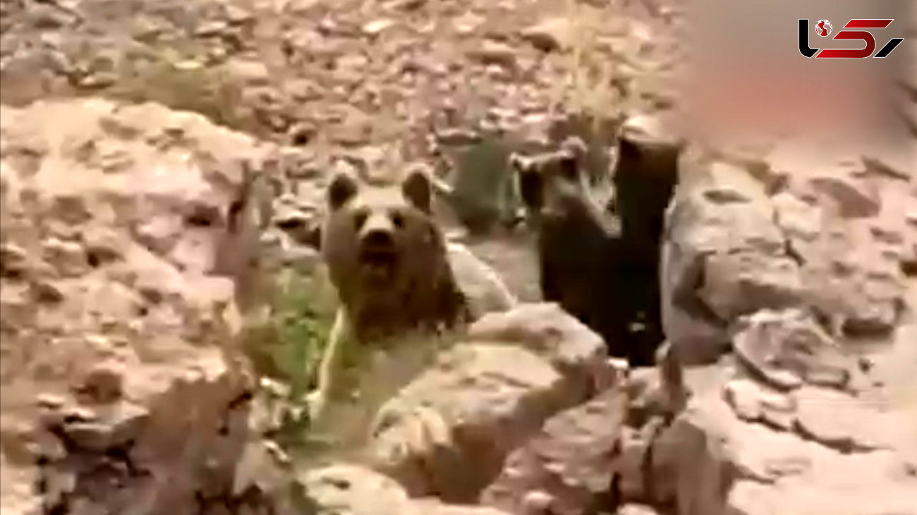 فرار یک خرس با 3 توله اش از خطر + فیلم 