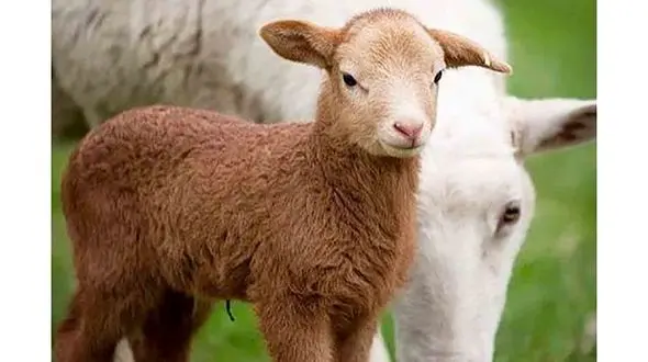 قیمت کیلویی بره اعلام شد