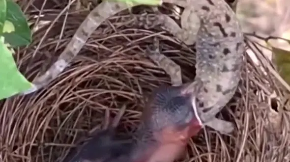 فیلم تلاش جوجه پرنده برای قورت دادن مارمولک