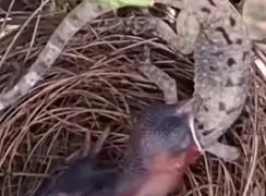 فیلم تلاش جوجه پرنده برای قورت دادن مارمولک