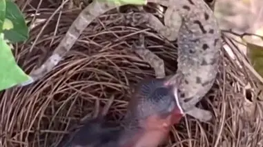 فیلم تلاش جوجه پرنده برای قورت دادن مارمولک