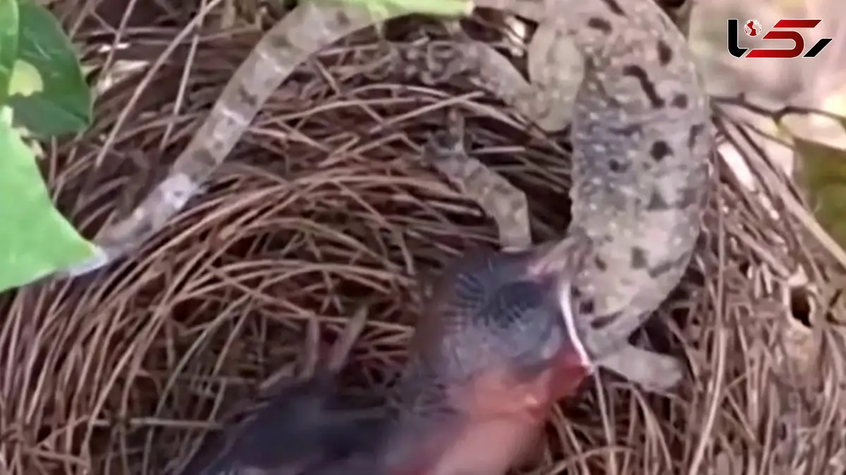 فیلم تلاش جوجه پرنده برای قورت دادن مارمولک