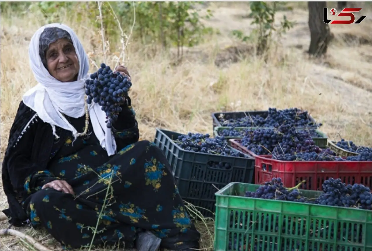 انگور «ره‌شه»  یاقوت سیاه کردستان در مسیر صادرات
