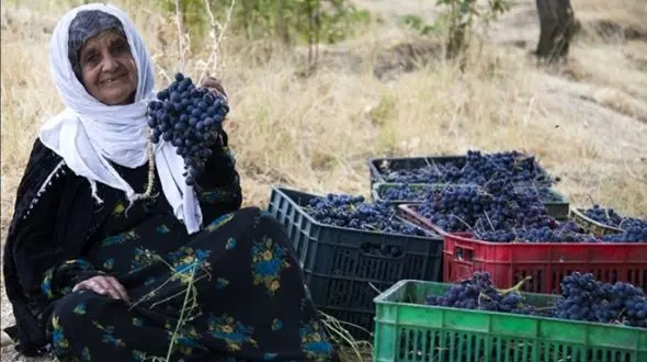 انگور «ره‌شه»  یاقوت سیاه کردستان در مسیر صادرات
