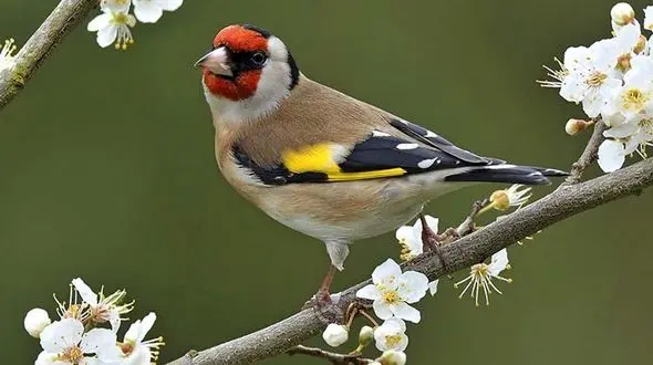 کشف 350 قطعه سهره طلایی در ارومیه