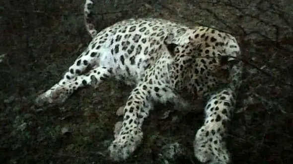 عکس های تلخ از لاشه یک پلنگ در کلاردشت