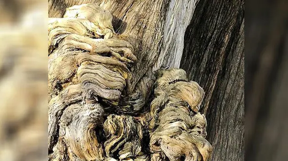 تست جالب: اگر باهوش هستید در تصویر پیدا کنید ؟! / چه موجودی ؟! کجا ؟!