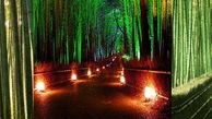 جنگل زیبا و باشکوه بامبو در ژاپن+ تصاویر بی نظیر