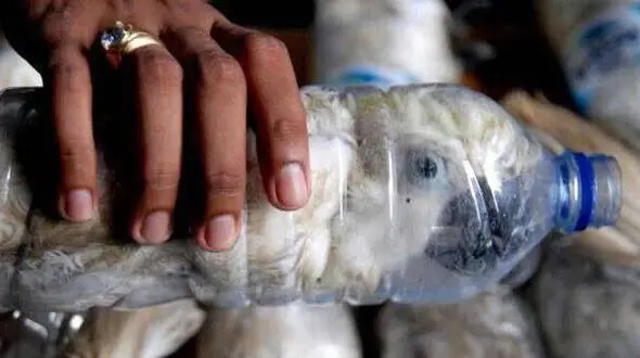 روش‌های عجیب قاچاق پرنده در کشور/چشم پرنده را می‌دوزند تا نبیند!