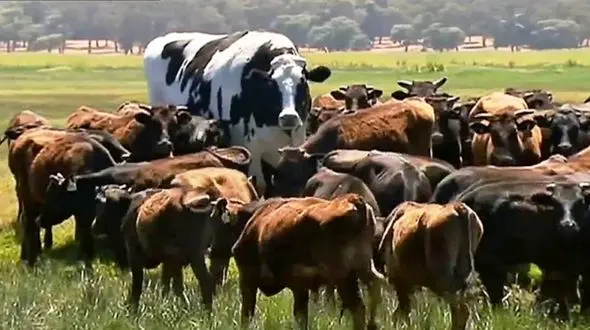 کشف گوساله های میلیاردی قاچاق در زاهدان