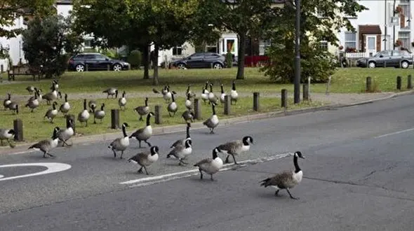 فیلم/ حرکت قابل تحسین رانندگان با دیدن غازهای در حال عبور از جاده 