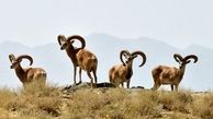 ۳۷۵ گونه جانوری در لرستان وجود دارد