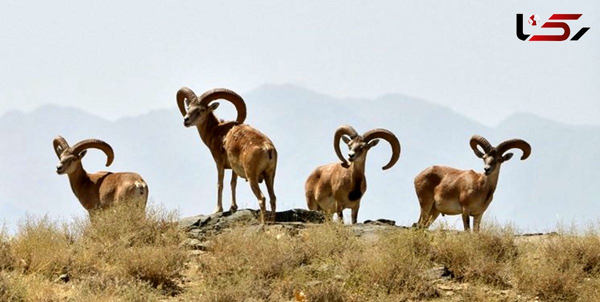 ۳۷۵ گونه جانوری در لرستان وجود دارد