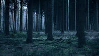فیلم جنگلی در ژاپن که بوی مرگ می دهد /  خودکشی روی درختان اینجا بیداد می کند ! / طناب های دار را ببینید