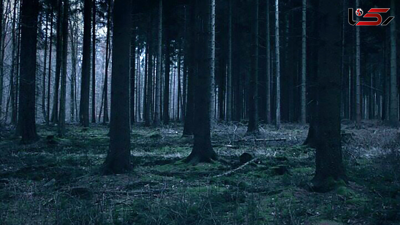 فیلم جنگلی در ژاپن که بوی مرگ می دهد /  خودکشی روی درختان اینجا بیداد می کند ! / طناب های دار را ببینید