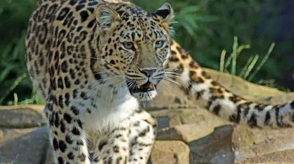 حمله پلنگ جنگل سیاه مزگی به چوپان شفتی