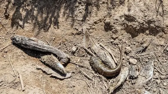 بحران در هورالعظیم + عکس 