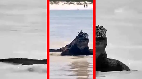 فیلم ایگوانای غول‌پیکر جزایر گالاپاگوس کنار دریا