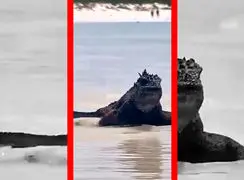 فیلم ایگوانای غول‌پیکر جزایر گالاپاگوس کنار دریا