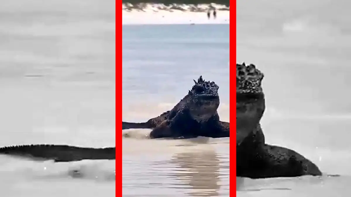 فیلم ایگوانای غول‌پیکر جزایر گالاپاگوس کنار دریا