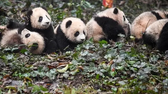 حیوانات در معرض خطر در گزارش تصویری گاردین