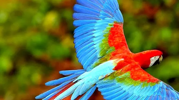 از شیطنت و بامزگی در پرندگان خانگی تا حمله پاندا به نگهبان خود در باغ وحش