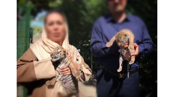 عکاسی با توله ببر به چه قیمت؟ 