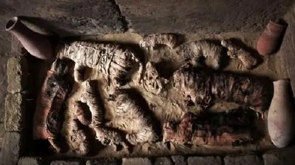 کشف گربه و سوسک های مقدس مومیایی +تصاویر