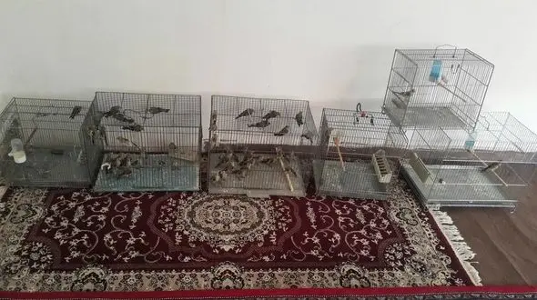 کشف پنجاه قطعه سهره طلایی در کامیاران 