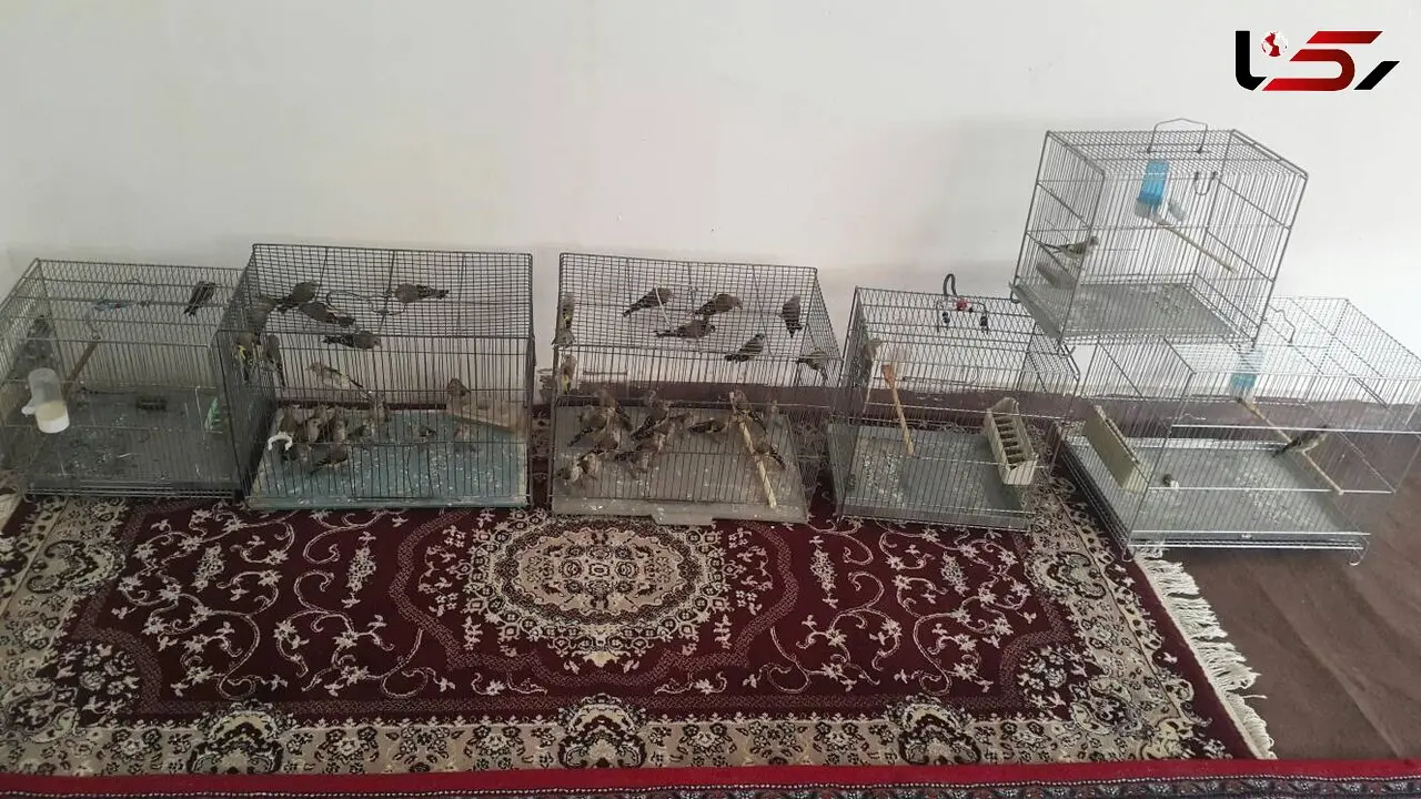 کشف پنجاه قطعه سهره طلایی در کامیاران 