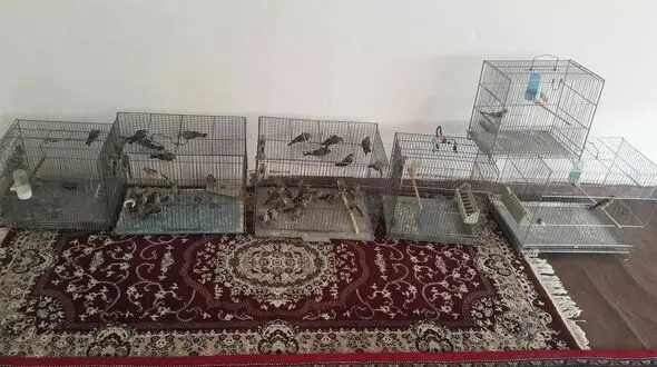 کشف پنجاه قطعه سهره طلایی در کامیاران 
