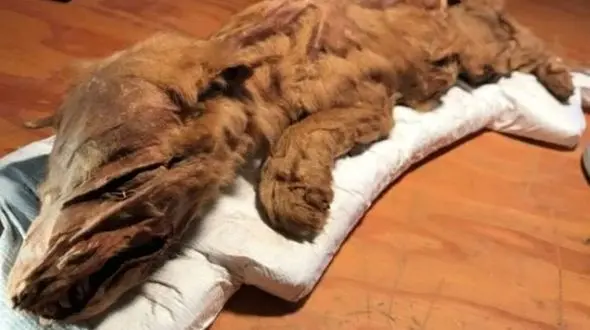 مومیایی توله گرگ در کانادا کشف شد