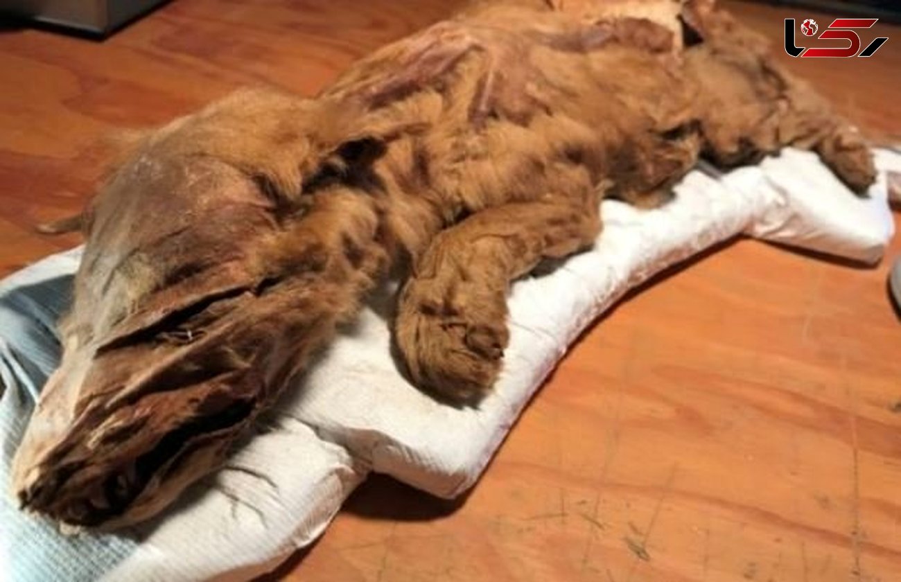مومیایی توله گرگ در کانادا کشف شد
