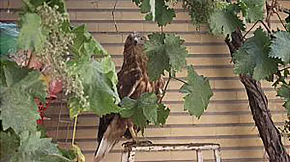 فرود جوجه عقاب در قصرالدشت تهران / آتش نشانی وارد عمل شد