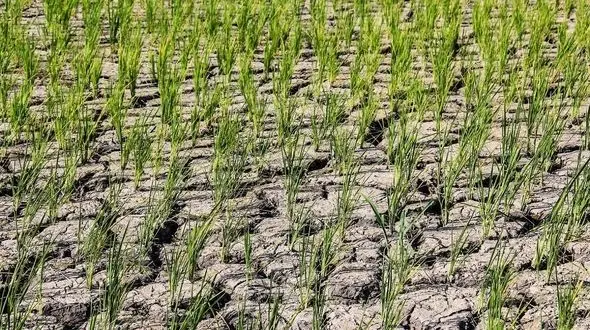 خزانه های برنج برای نشا آماده است، اما شالیزارهای گیلان خشک شده اند + فیلم 