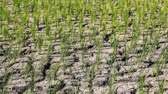 خزانه های برنج برای نشا آماده است، اما شالیزارهای گیلان خشک شده اند + فیلم 