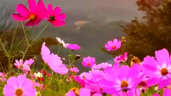 از زیبایی های طبیعت لذت ببریم