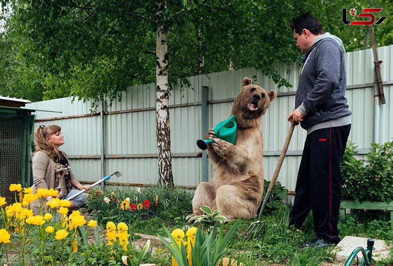 زندگی عاشقانه و صمیمی با یک خرس غول پیکر+عکس