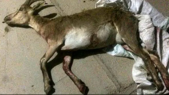 شکار وحشیانه بز مادر در شاهرود + عکس تلخ 