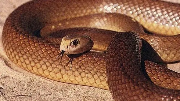 ترفند جالب مار برای شکار در صحرا!+فیلم