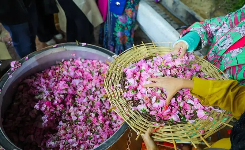 جشنواره گلاب و گلابگیری