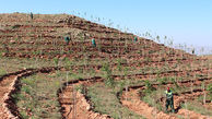 ضرورت توسعه کاشت درختان مثمر در اراضی شیبدار