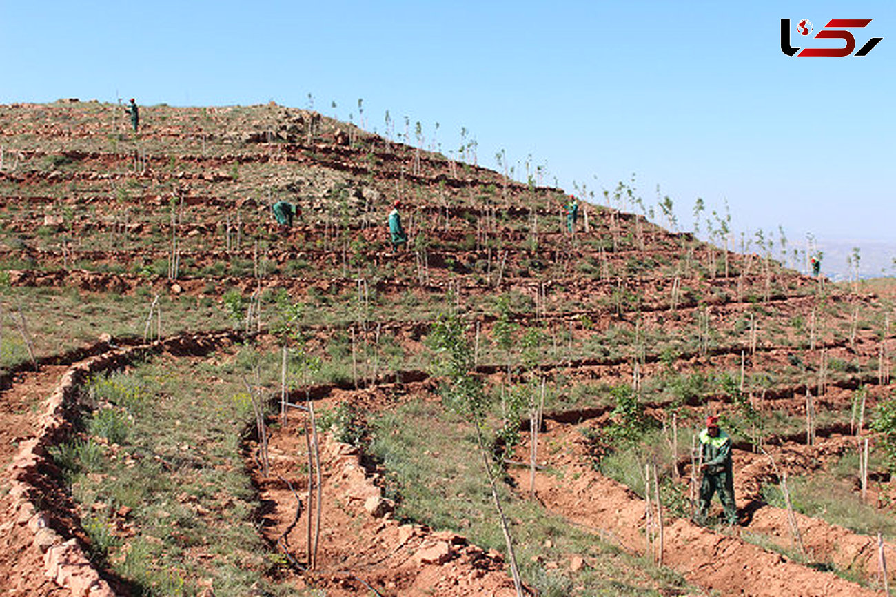 ضرورت توسعه کاشت درختان مثمر در اراضی شیبدار