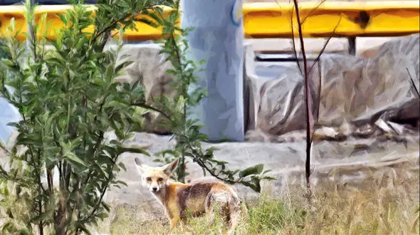 کمین شکارچیان بی رحم روباره  در بوستان های جنگلی تهران برای دم چند میلیونی!