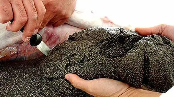 خاویار کیلویی 16 میلیون تومان !