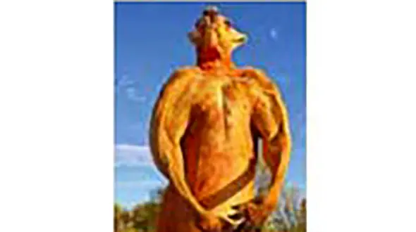 قوی ترین کانگوروی بوکسور جهان جان باخت+ عکس