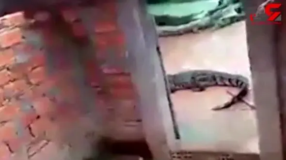 خورده شدن یک دختر زنده زنده توسط تمساح ها! + فیلم دلخراش