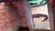 خورده شدن یک دختر زنده زنده توسط تمساح ها! + فیلم دلخراش