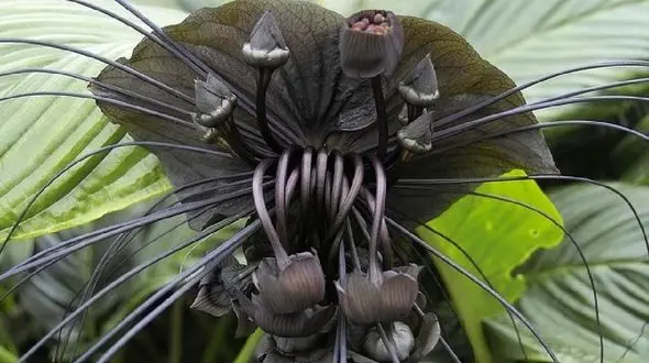 
عجیب‌ترین گل‌های جهان که از وجوشان بی خبرید!
